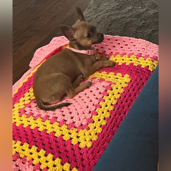 Moor and Lambchop they love their handmade crochet puppy blankets and sweatersπ - Picture 5 of 17